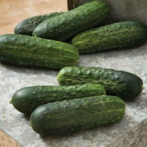 Cucumber "Pickling"