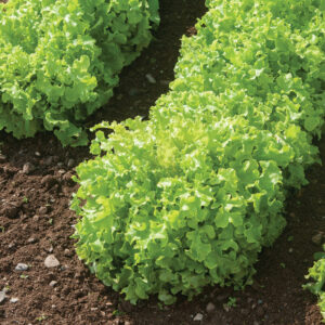 Leaf Lettuce
