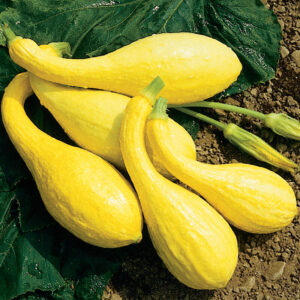 Yellow Neck Squash