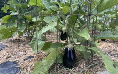 Grandmas Italian Eggplant