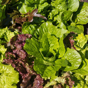 Salad Mixes