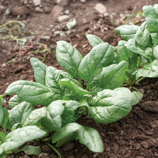 Spinach